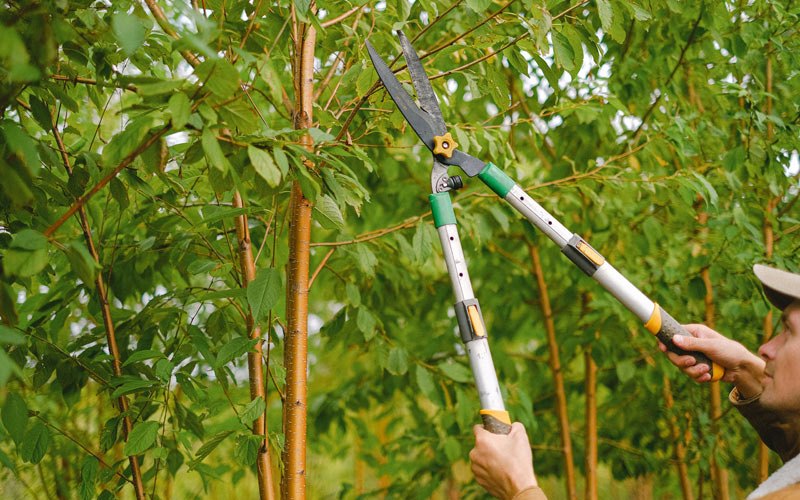 Tree trimming in Hobucken, NC